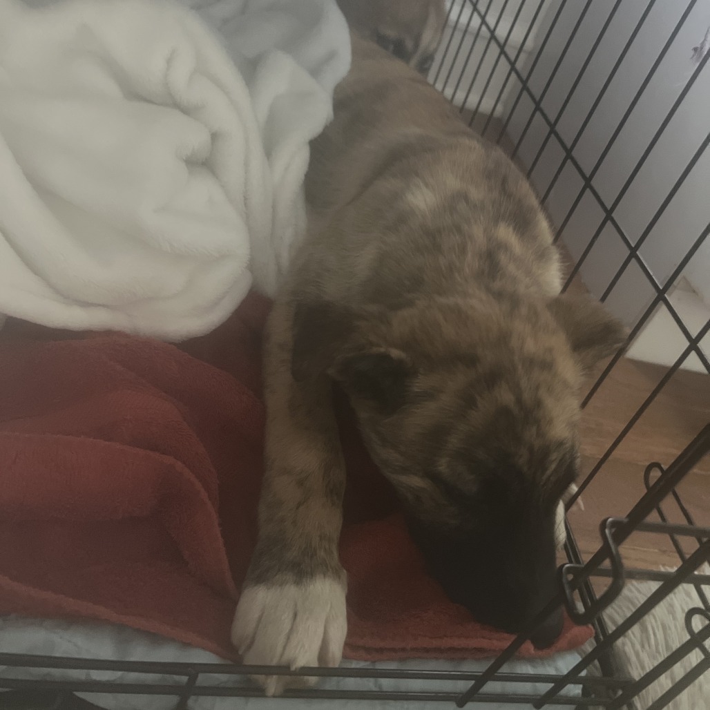 Mickey — thumbnail 5