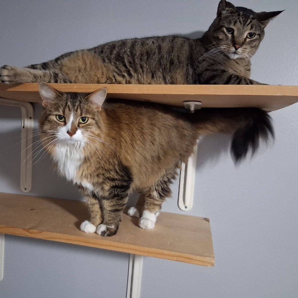 Meowzer--In Foster, photo 4