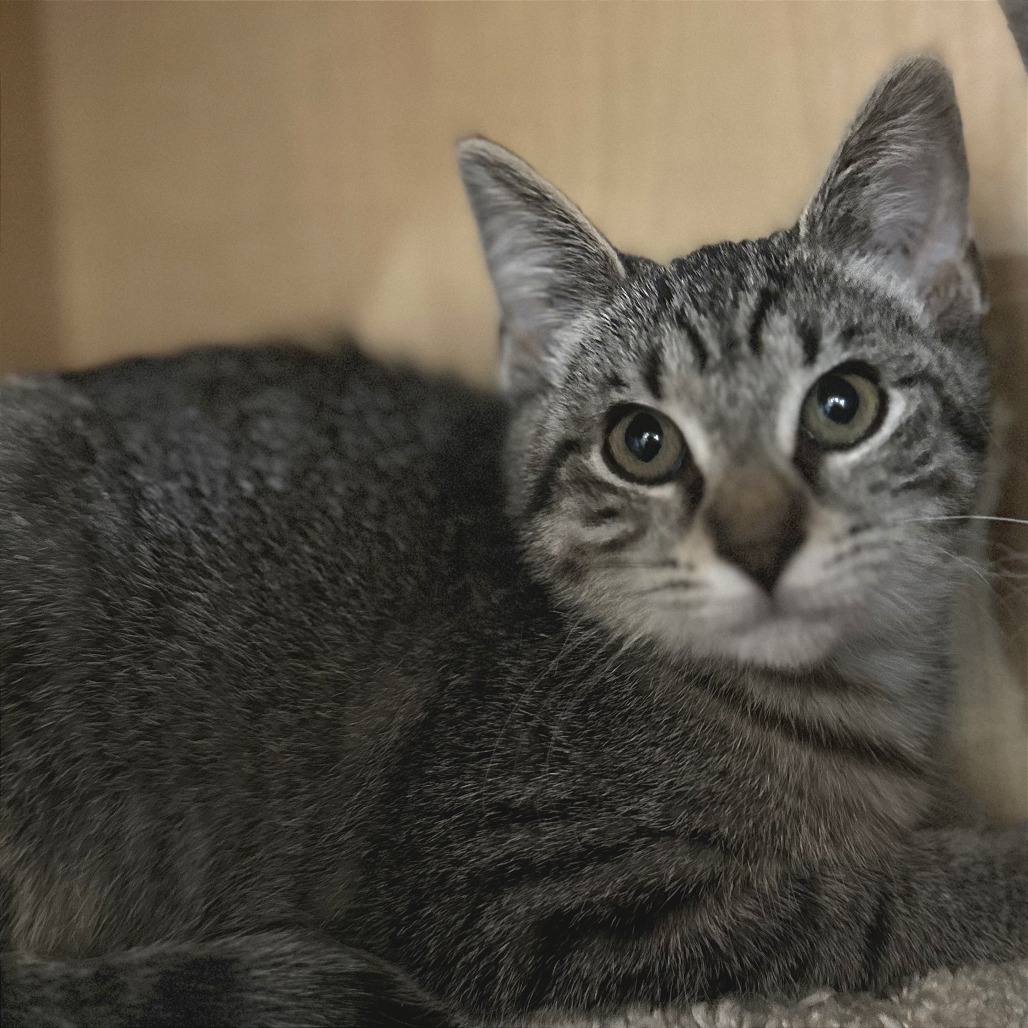 WILLOW - Domestic Shorthair available for adoption