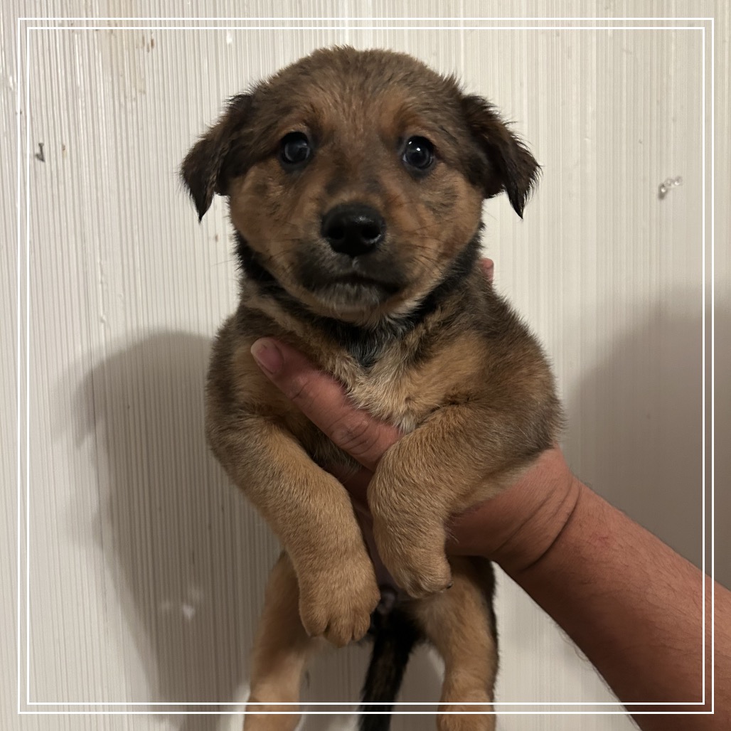 FWT ALABAMA - Retriever, Black Labrador / Collie, Border for adoption in Midland