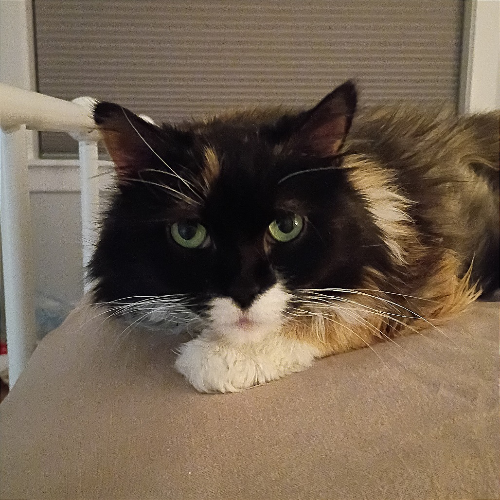 Leah, photo 14