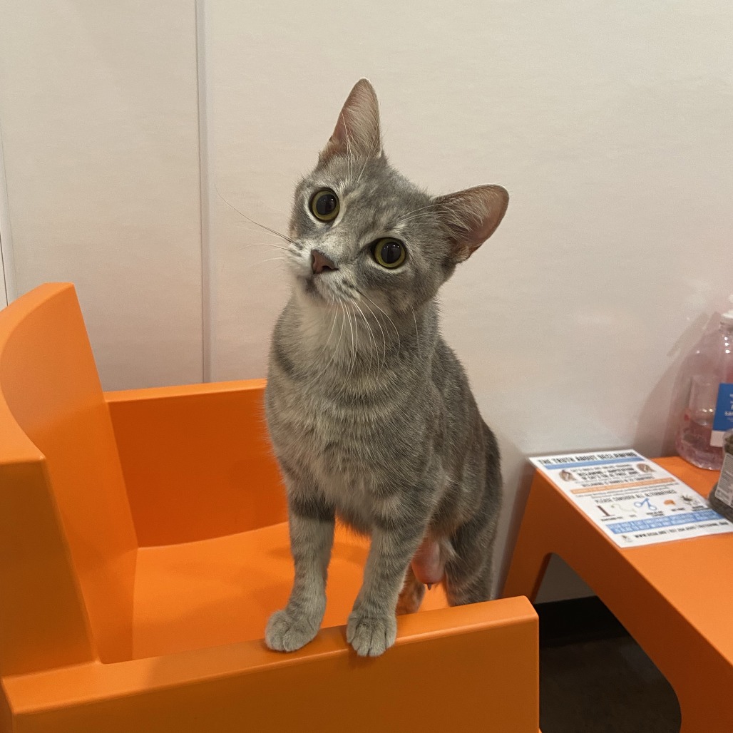 BLT - Domestic Shorthair available for adoption