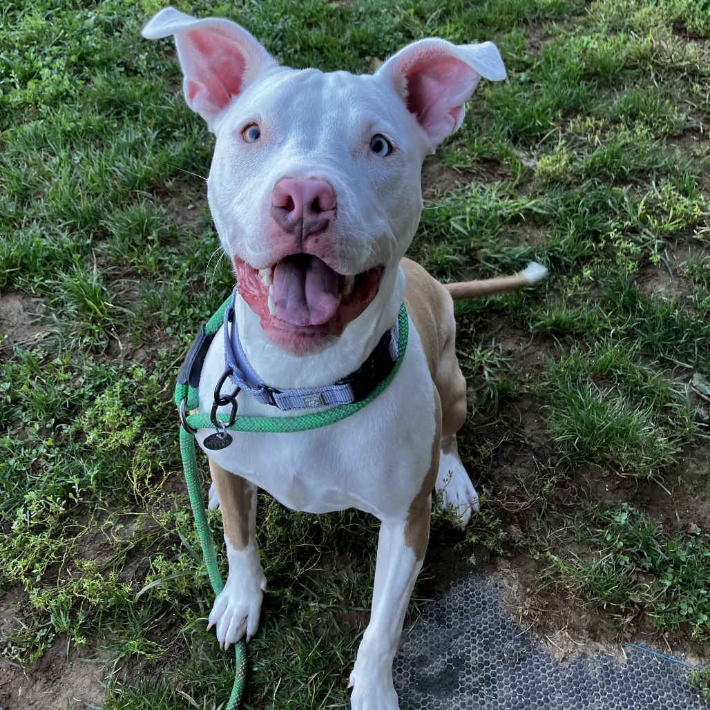 BONNIE - Mixed Breed (Medium) available for adoption