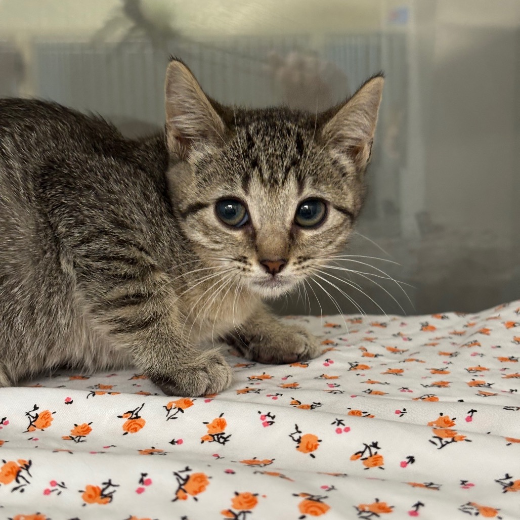 NALA - Domestic Shorthair / Domestic Shorthair available for adoption