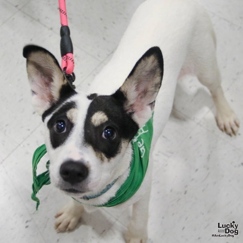 SANDCASTLE - Hound / Shepherd available for adoption