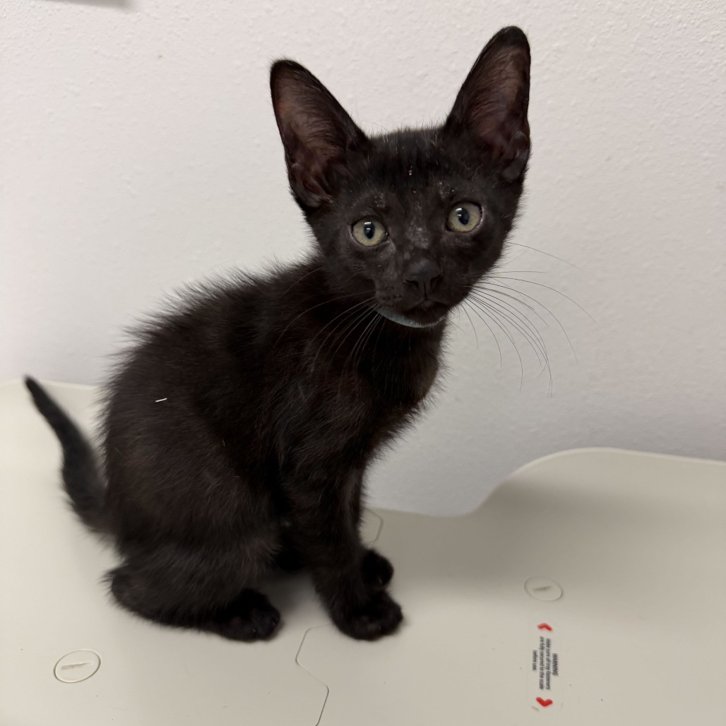 FROYO F3 - Domestic Shorthair available for adoption