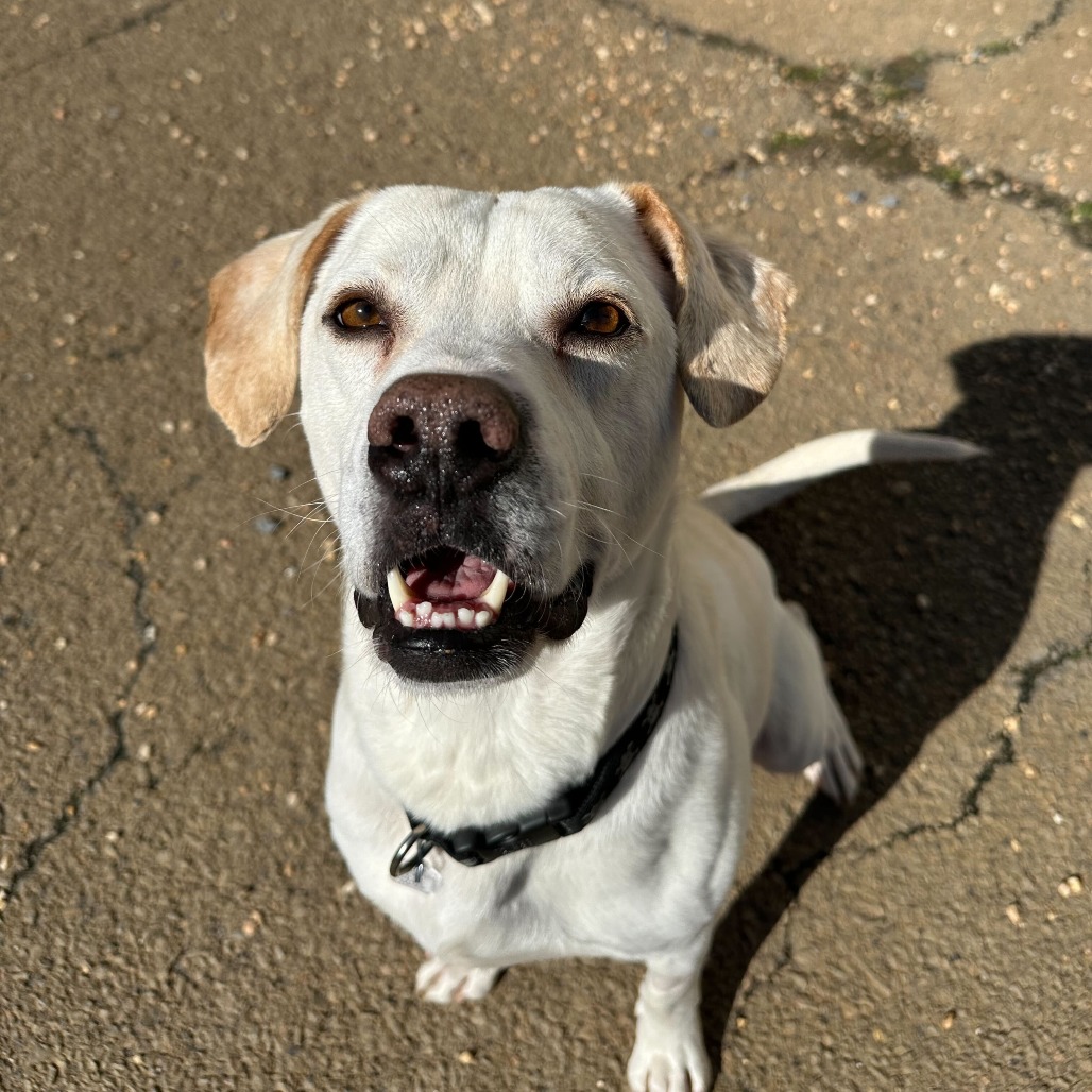 Snowy — thumbnail 3