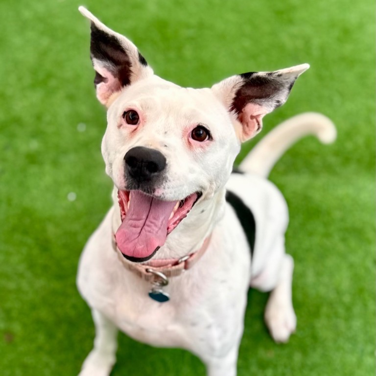 Another portrait of Nana