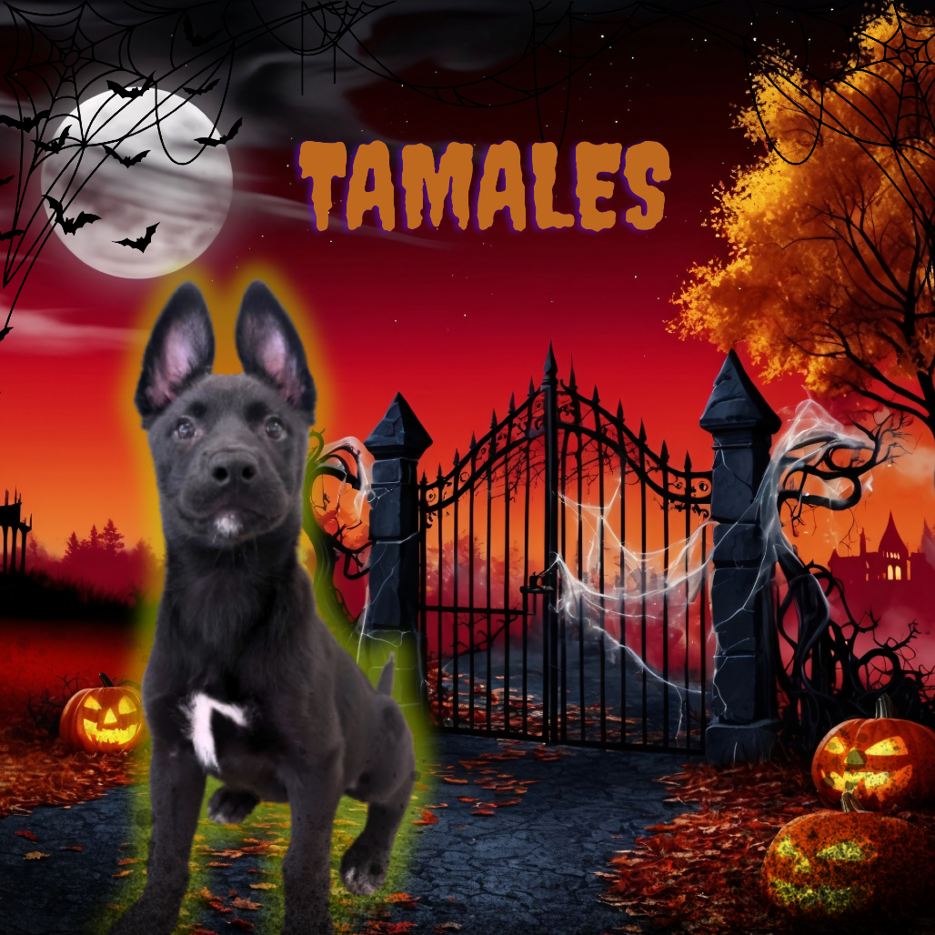 Tamales