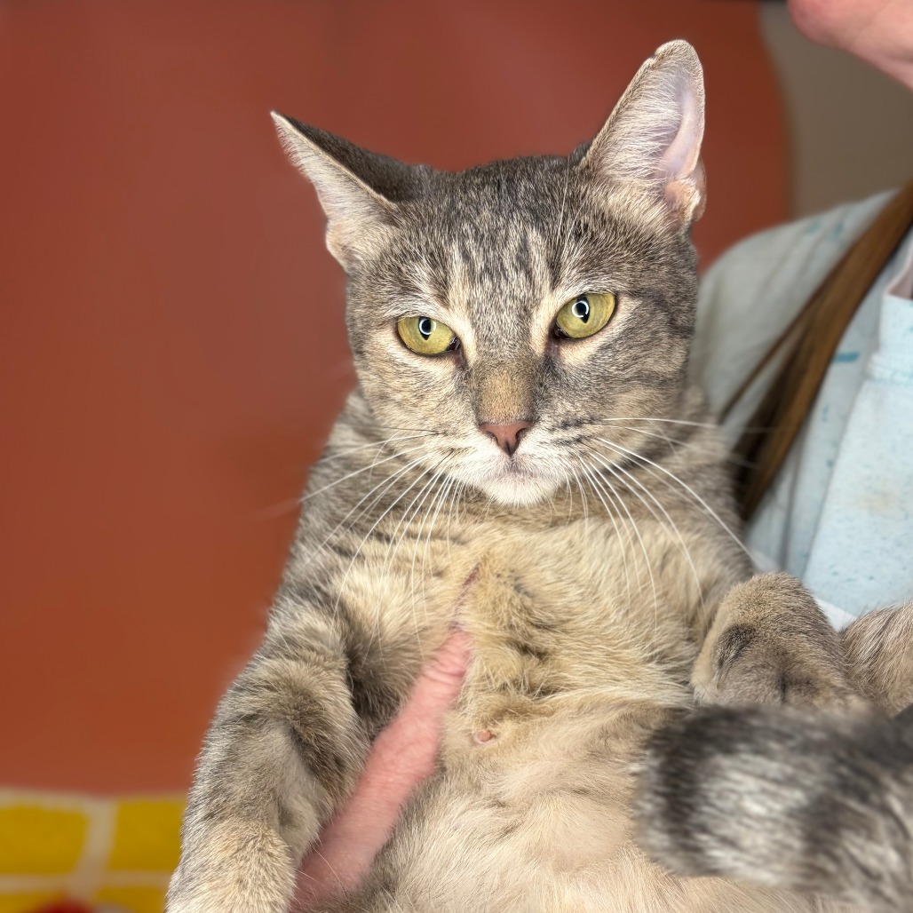 BABY MAMA - Domestic Shorthair available for adoption