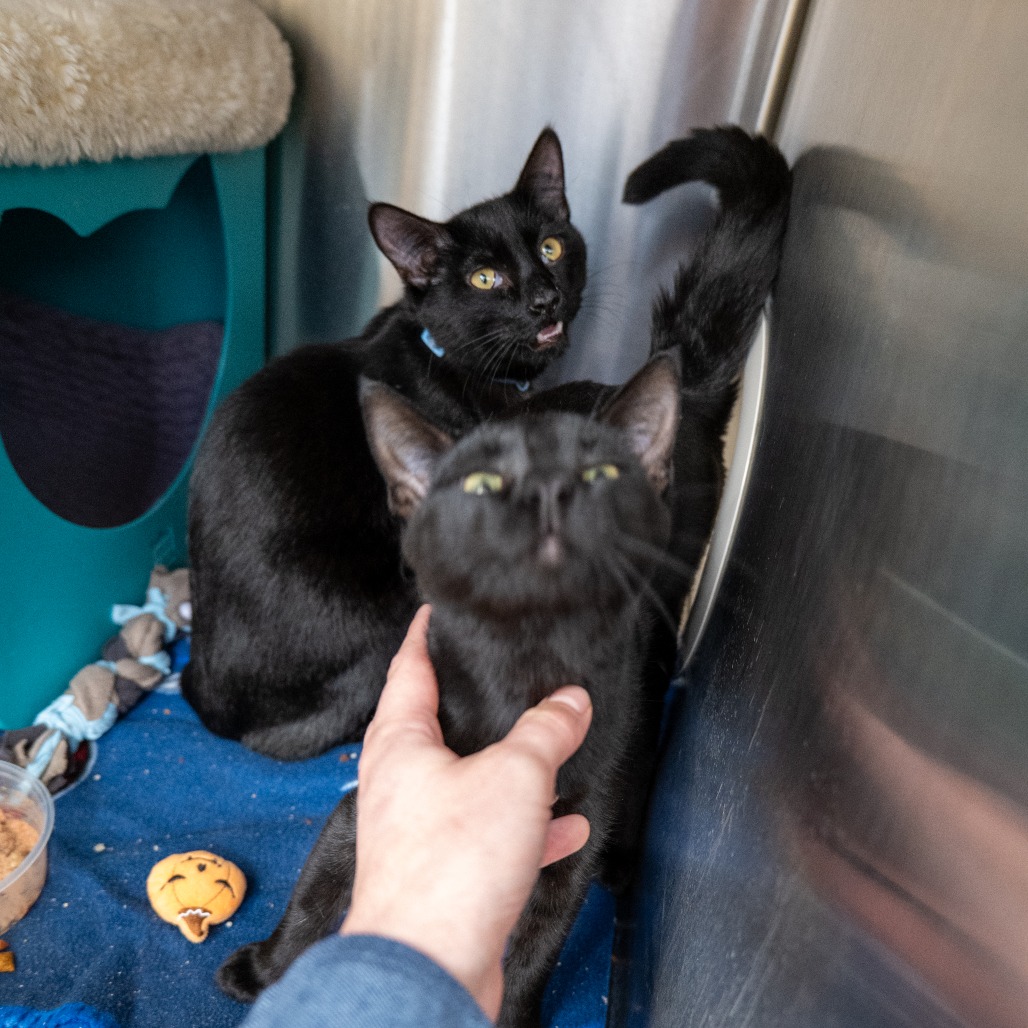 CHUGGS [BLUE] - Domestic Shorthair available for adoption