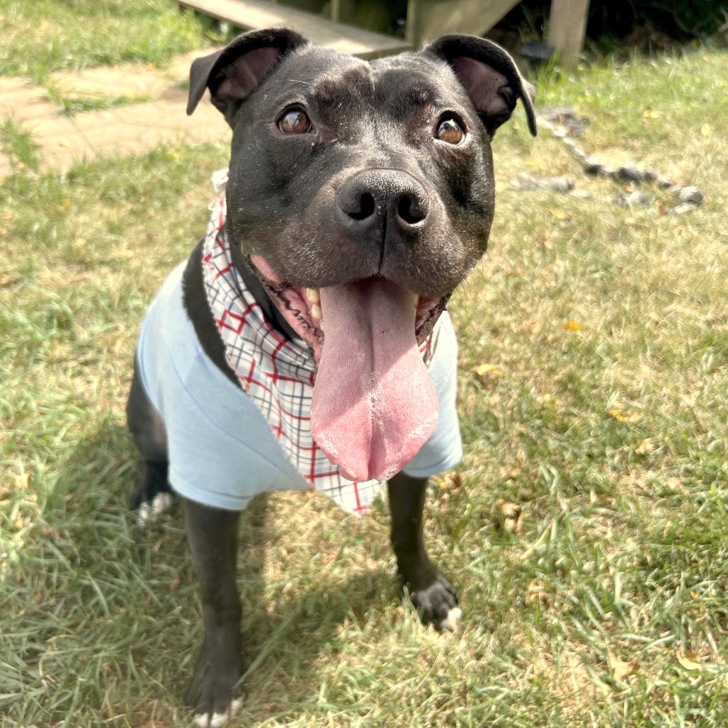 Bowser, photo 49