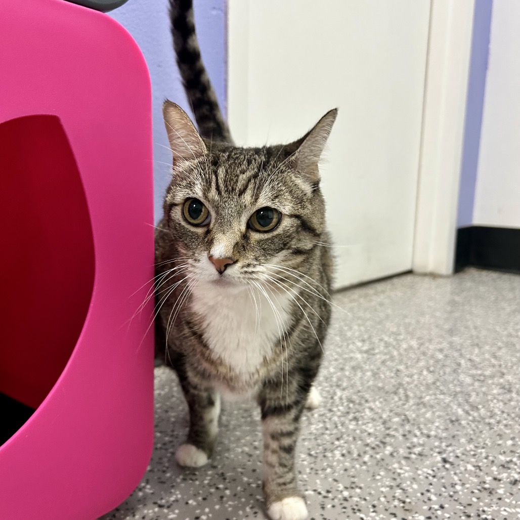 LUNA - Domestic Shorthair for adoption in Henderson