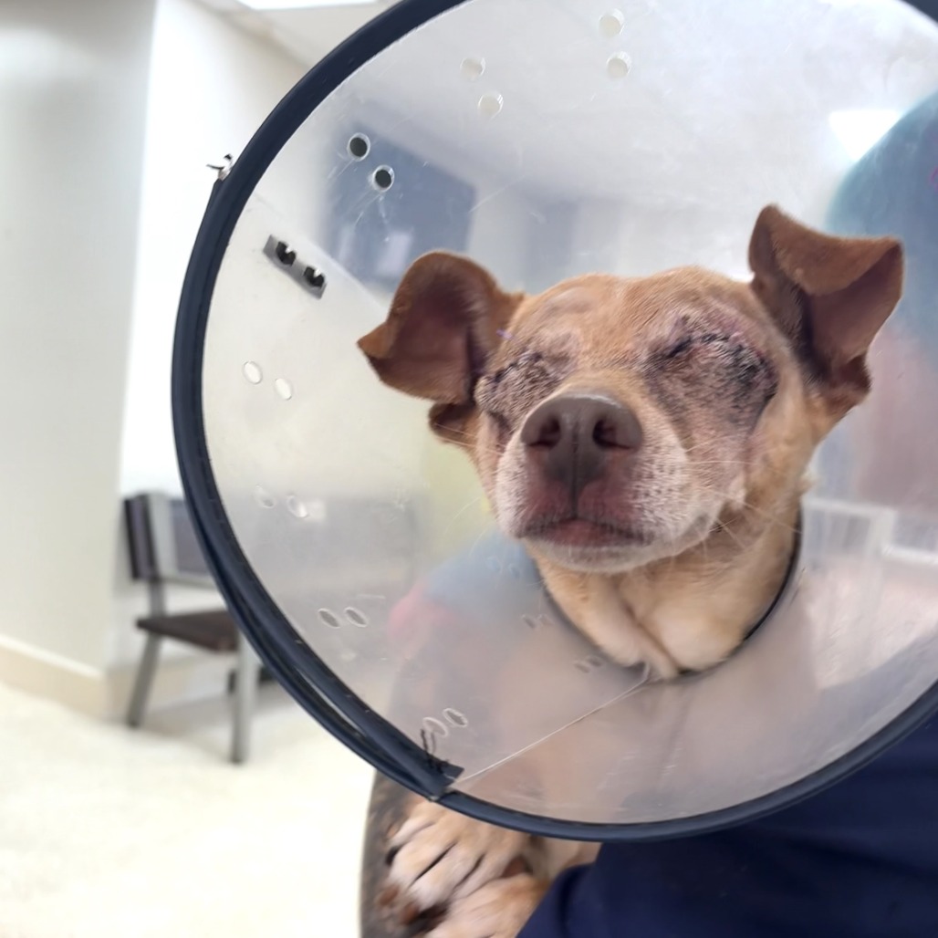 TIMMY - Chihuahua / Short Coat available for adoption