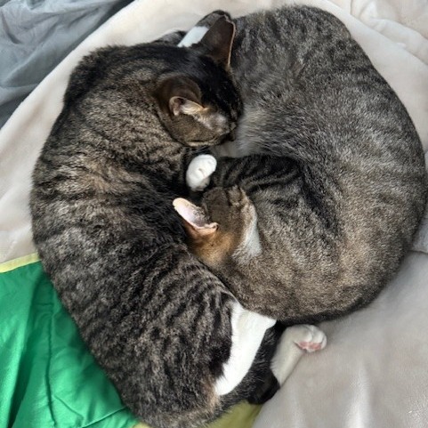 Cocoon--In Foster, photo 4