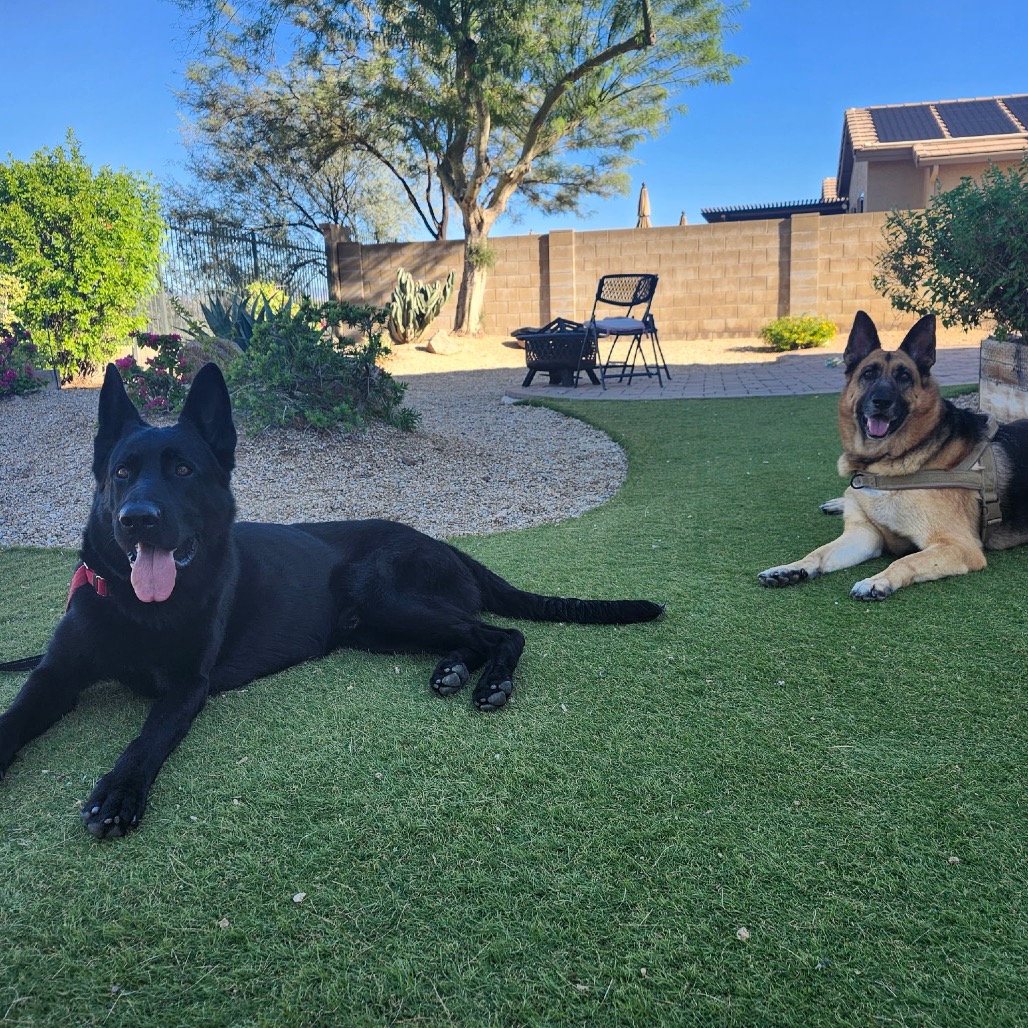 Maximus, photo 11