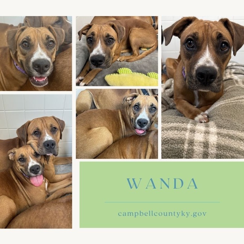 Wanda
