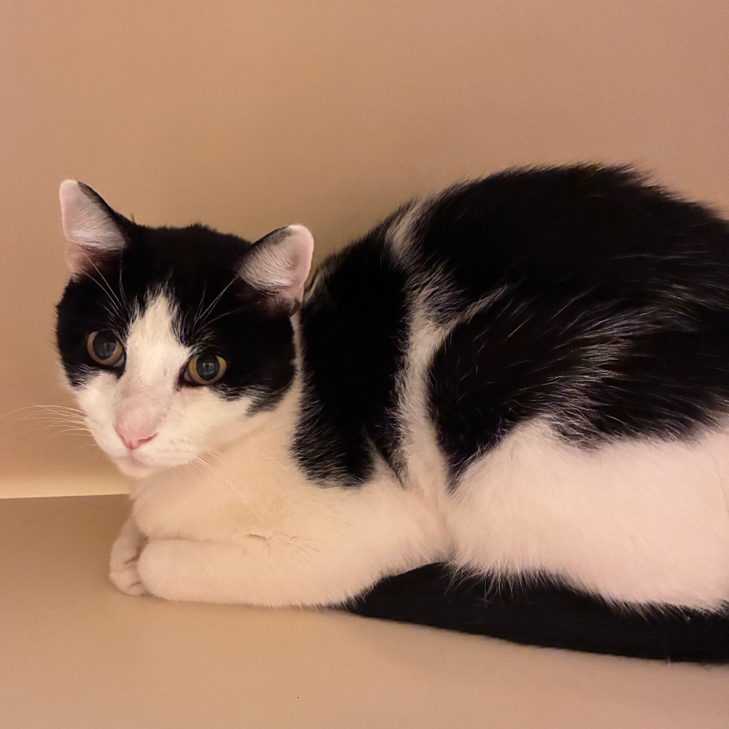 BOI BOI - Domestic Shorthair available for adoption