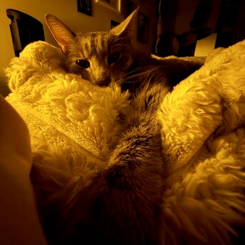 Peanut C12781