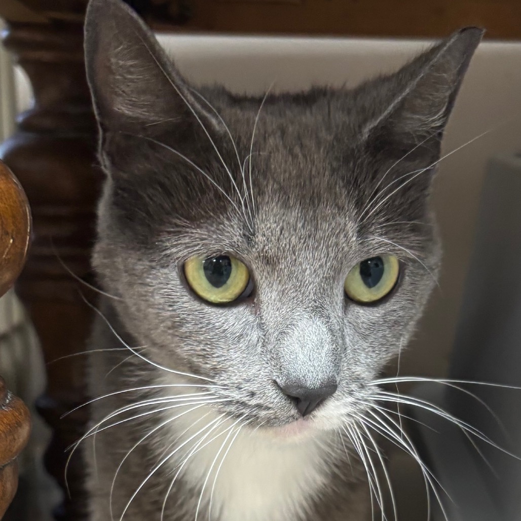 Available for Adoption | CCOPC