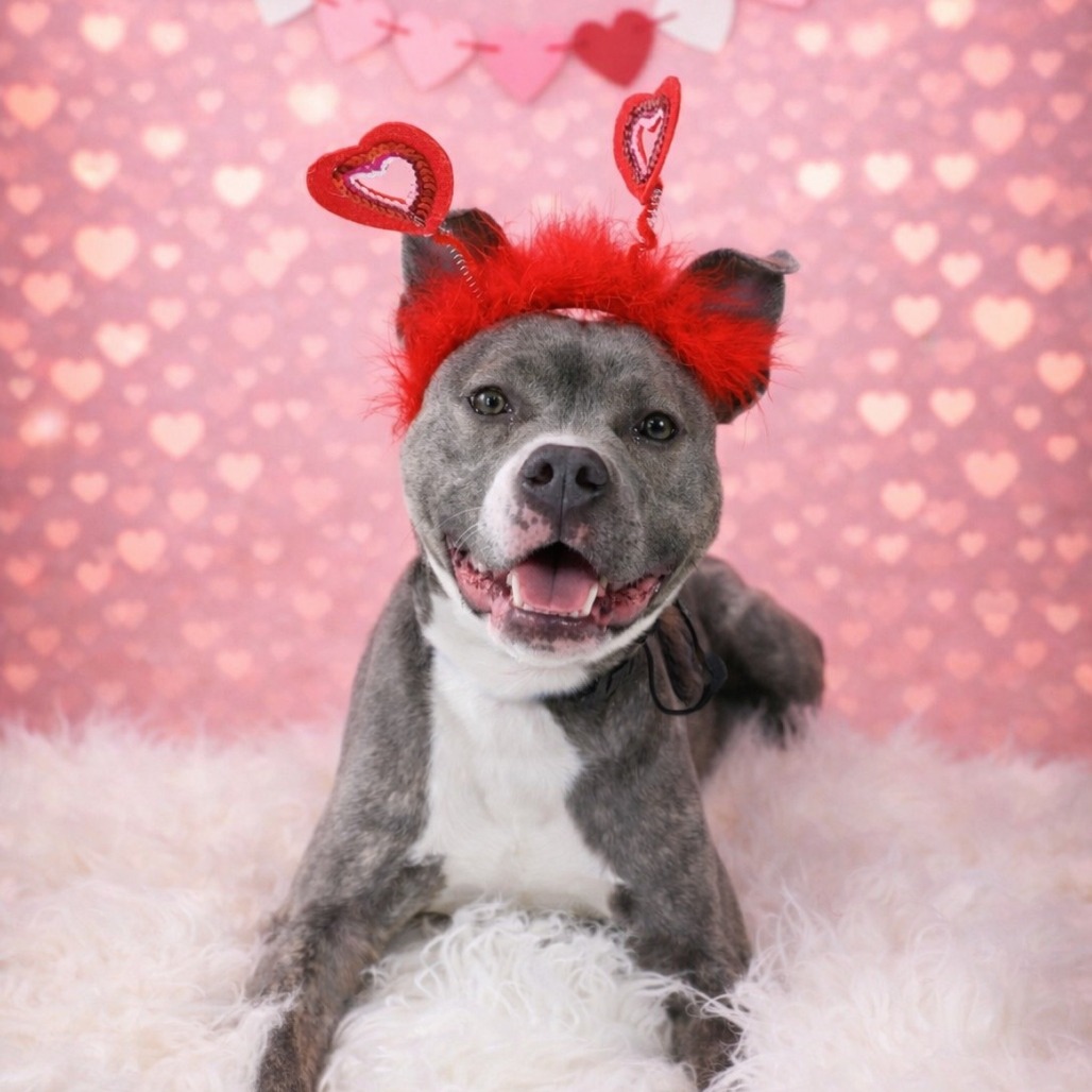 Luna, a 1 year old female Unknown available for adoption from Southampton Animal Shelter Foundation in Hampton Bays, Suffolk