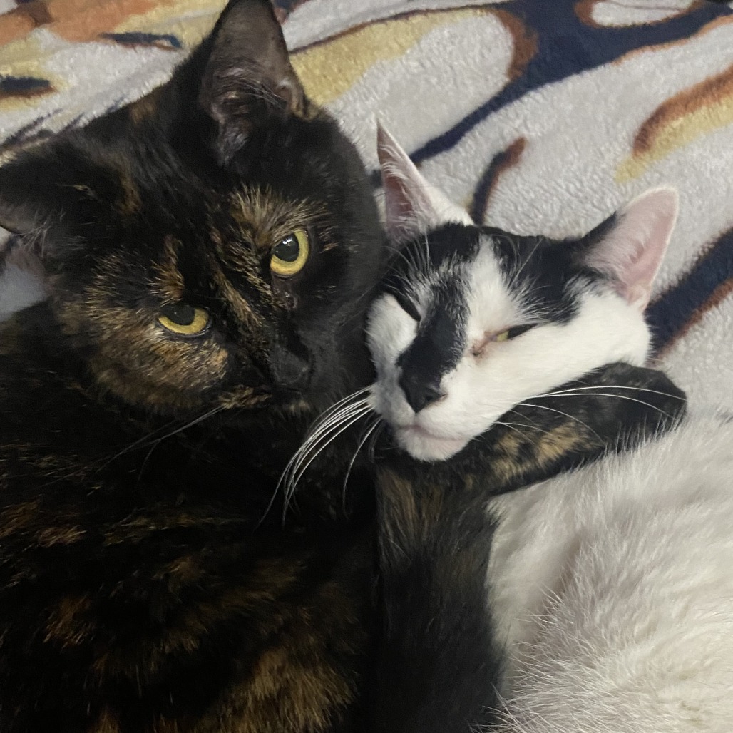 MARLEY - Domestic Shorthair available for adoption