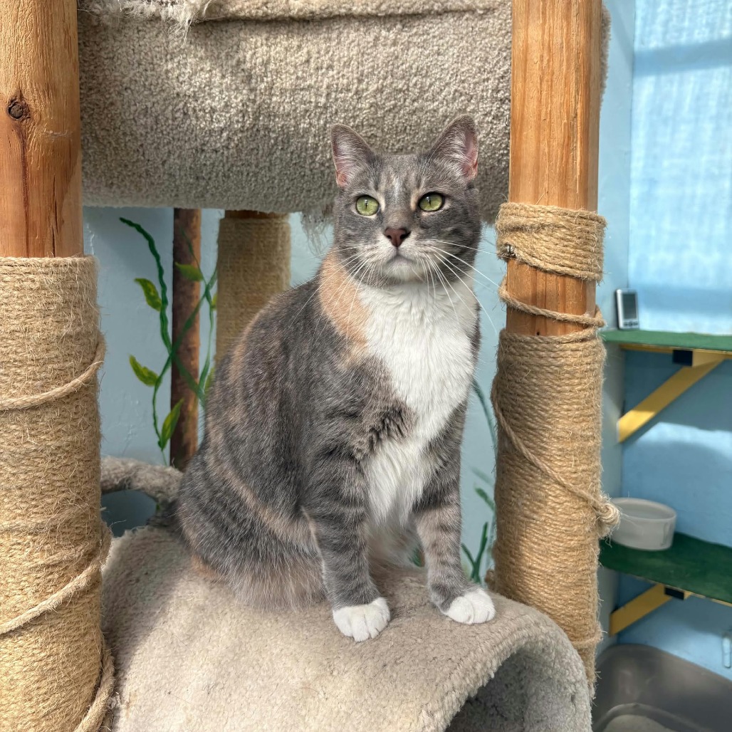 PEPPERMINT (MOUSE) - Domestic Shorthair available for adoption