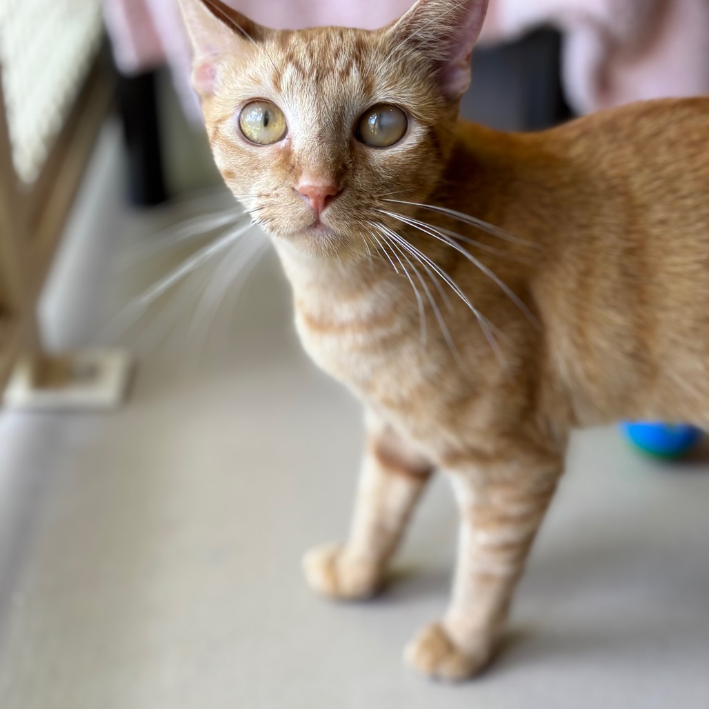 Kitty, photo 4