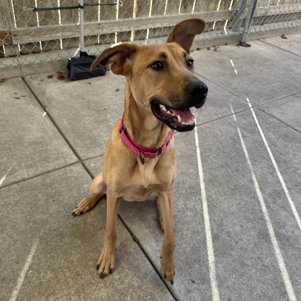 Photo of Artemisia 3