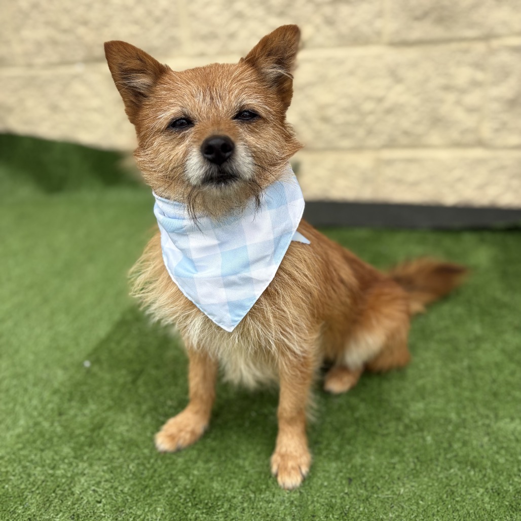 Chico is available for adoption at Full Circle Rescue and Sanctuary