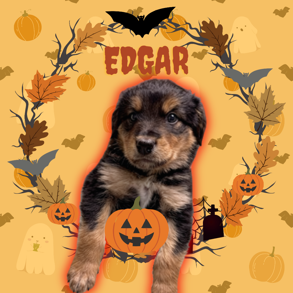 Edgar Image