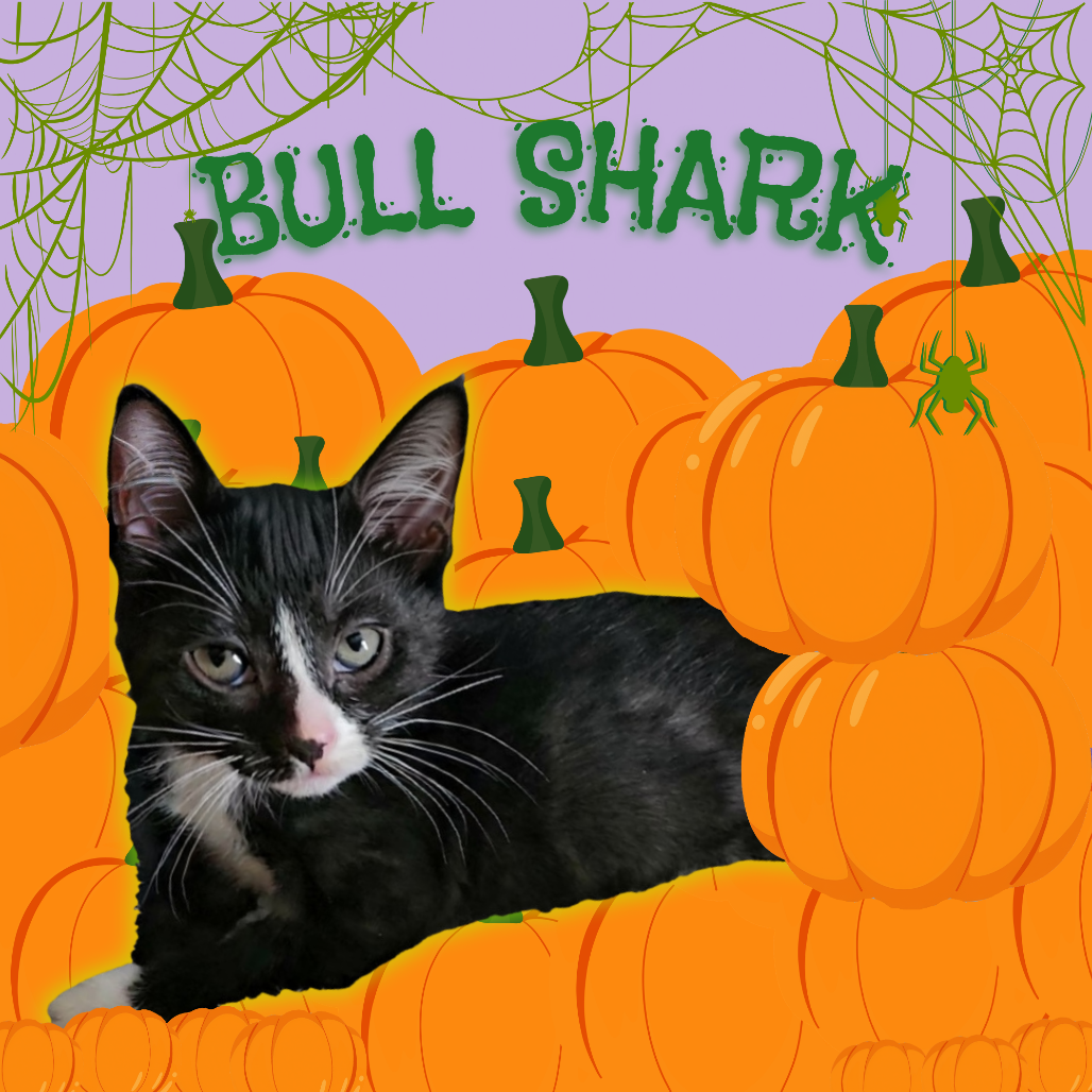 BULL SHARK - Domestic Shorthair available for adoption