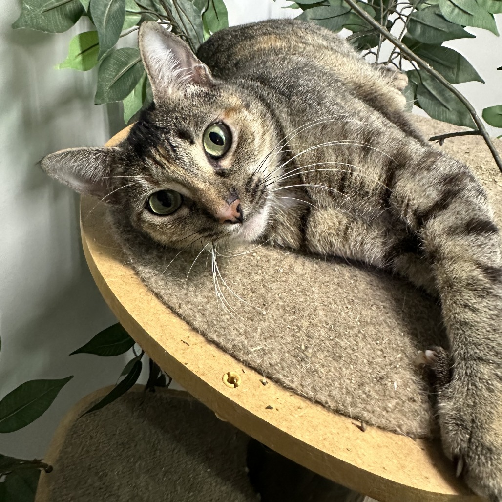 Roxie Roxanne — thumbnail 9