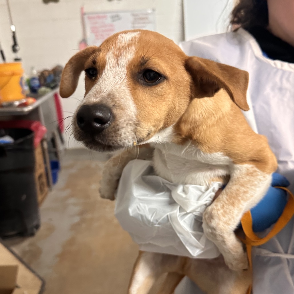 OBOE - Shepherd available for adoption