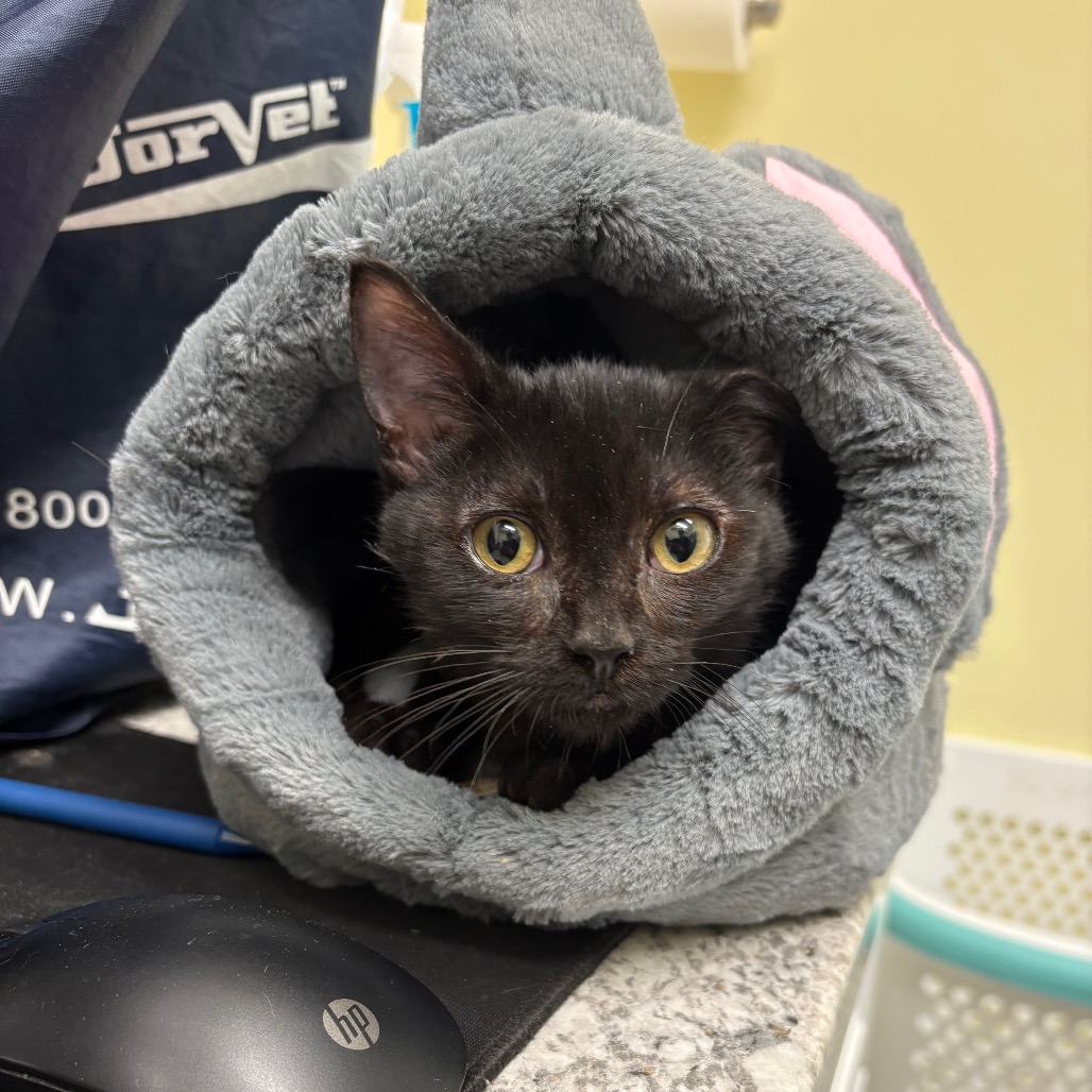 Ganondorf - Domestic Shorthair