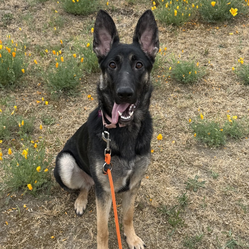 German Shepherd