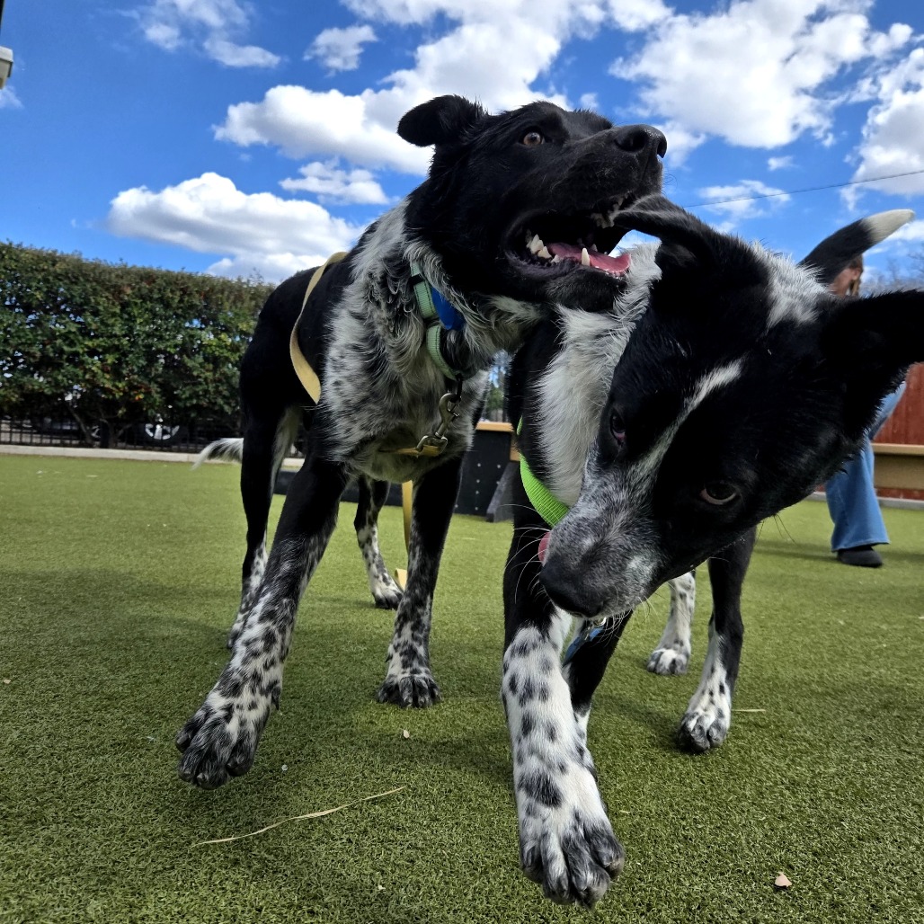 Ralph — thumbnail 3