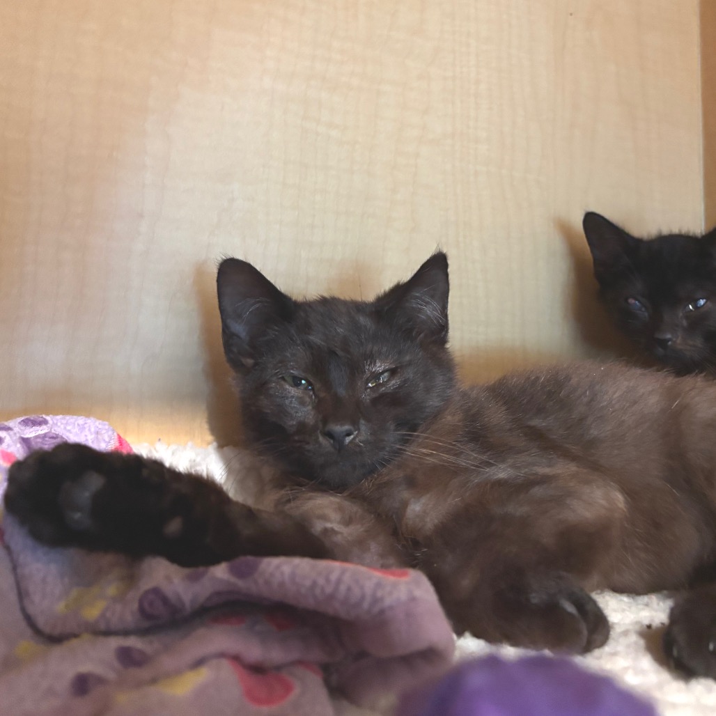 HORSE - Domestic Shorthair available for adoption