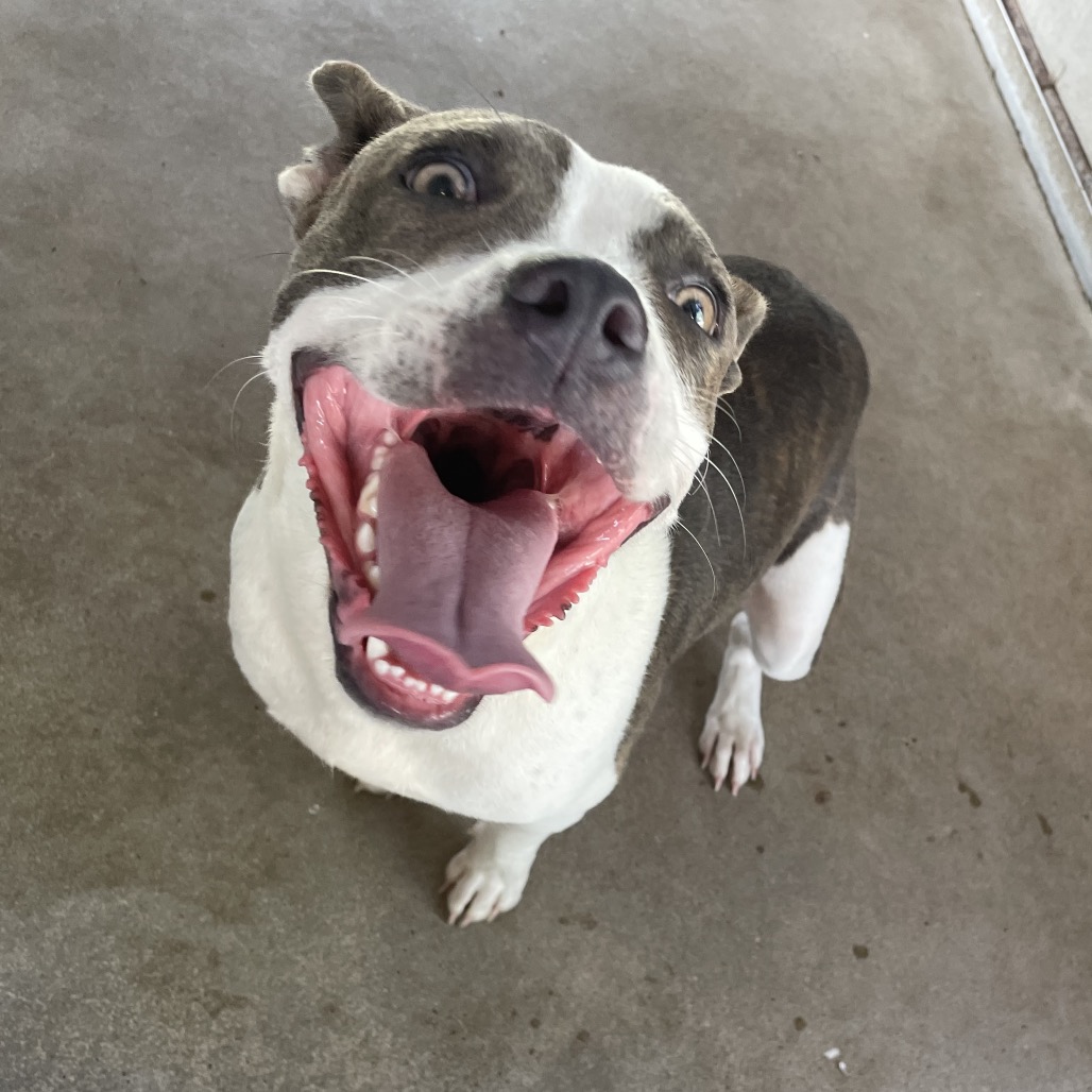 TRIXIE - Terrier / American Staffordshire available for adoption