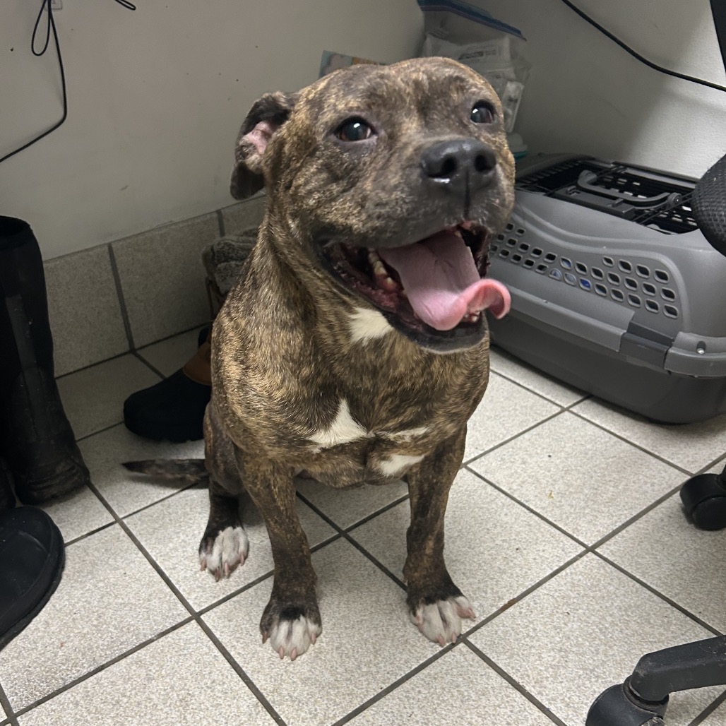 Cha Cha — thumbnail 2