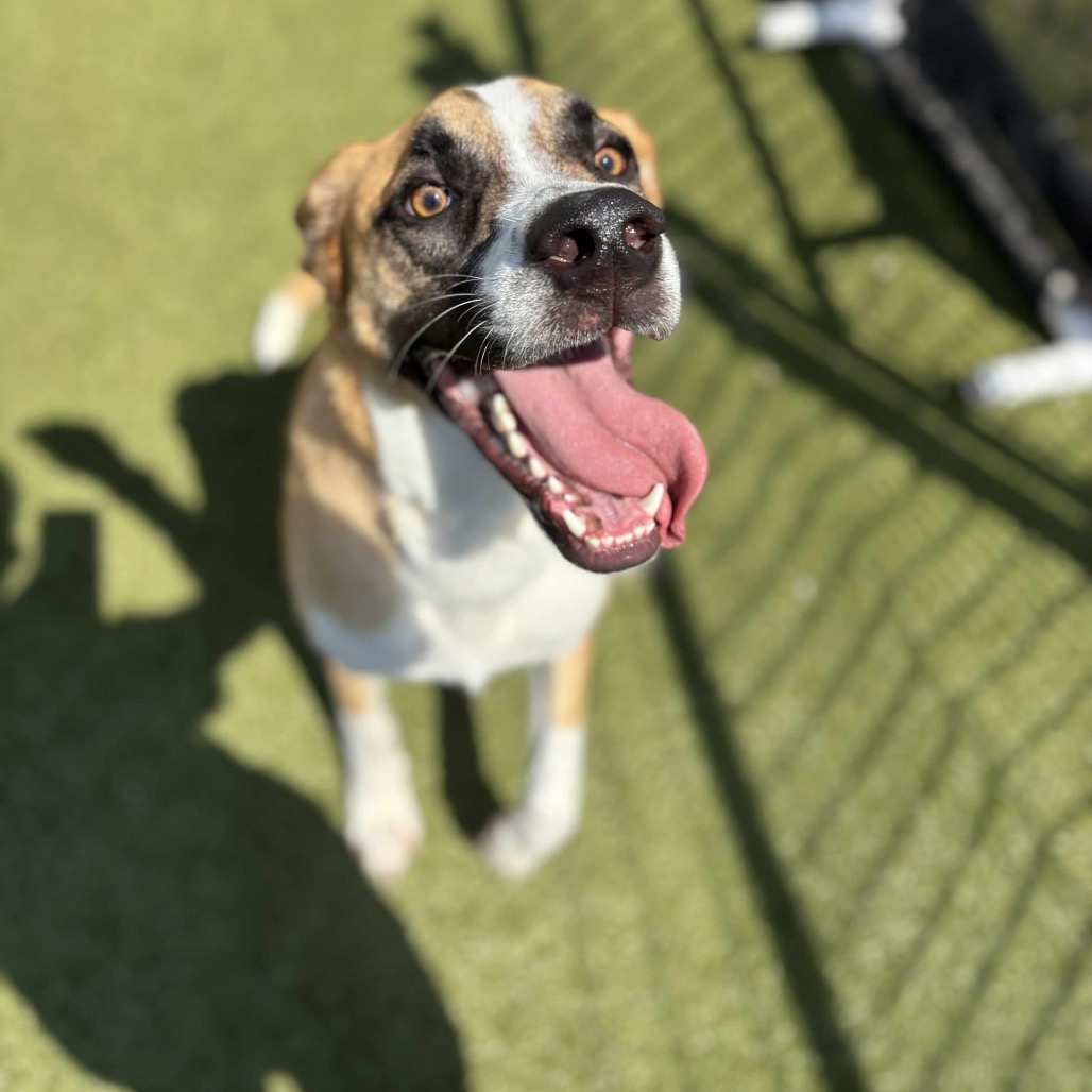Marmaduke, photo 10