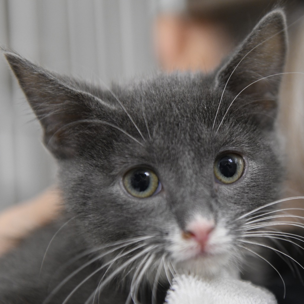 Chucky - Domestic Shorthair