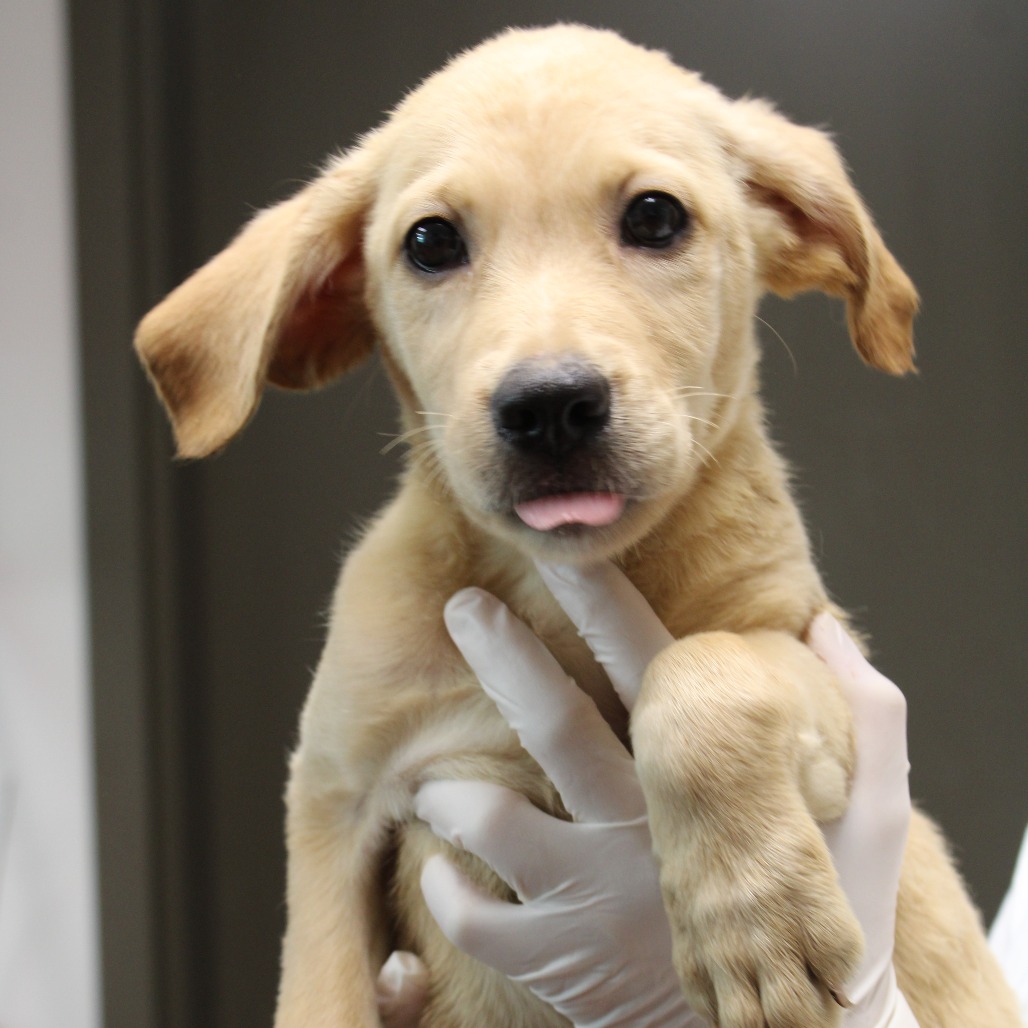 PEEP - Shepherd, German / Beagle available for adoption