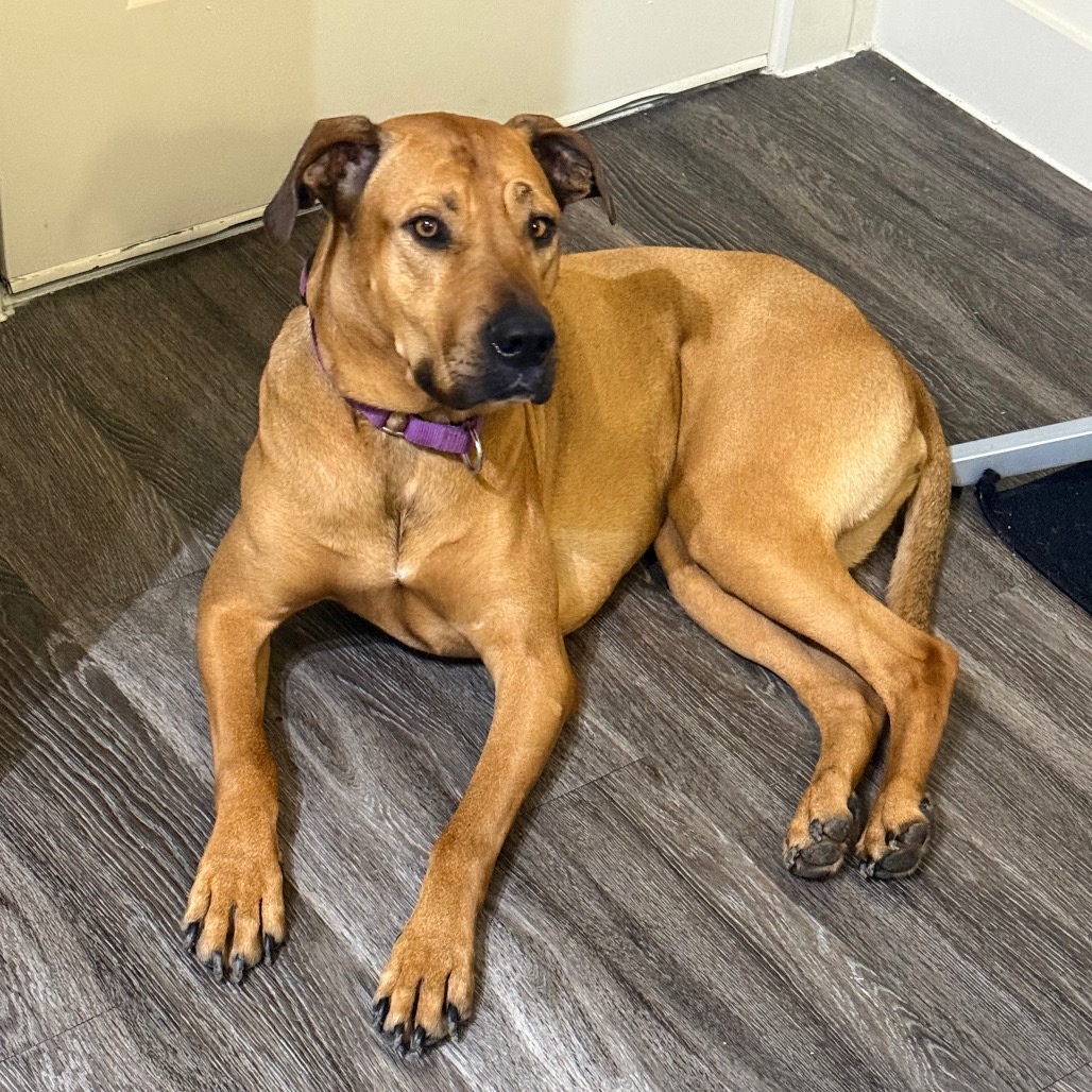 LIBBY - Black Mouth Cur / Mixed Breed (Large) available for adoption