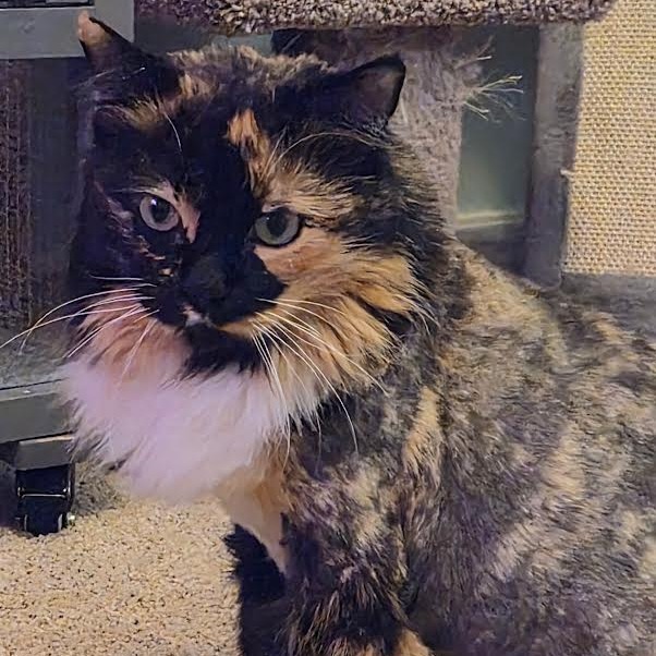 Penny — thumbnail 3