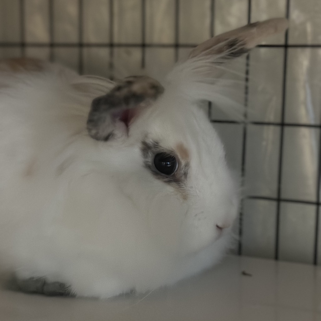 Cilantro