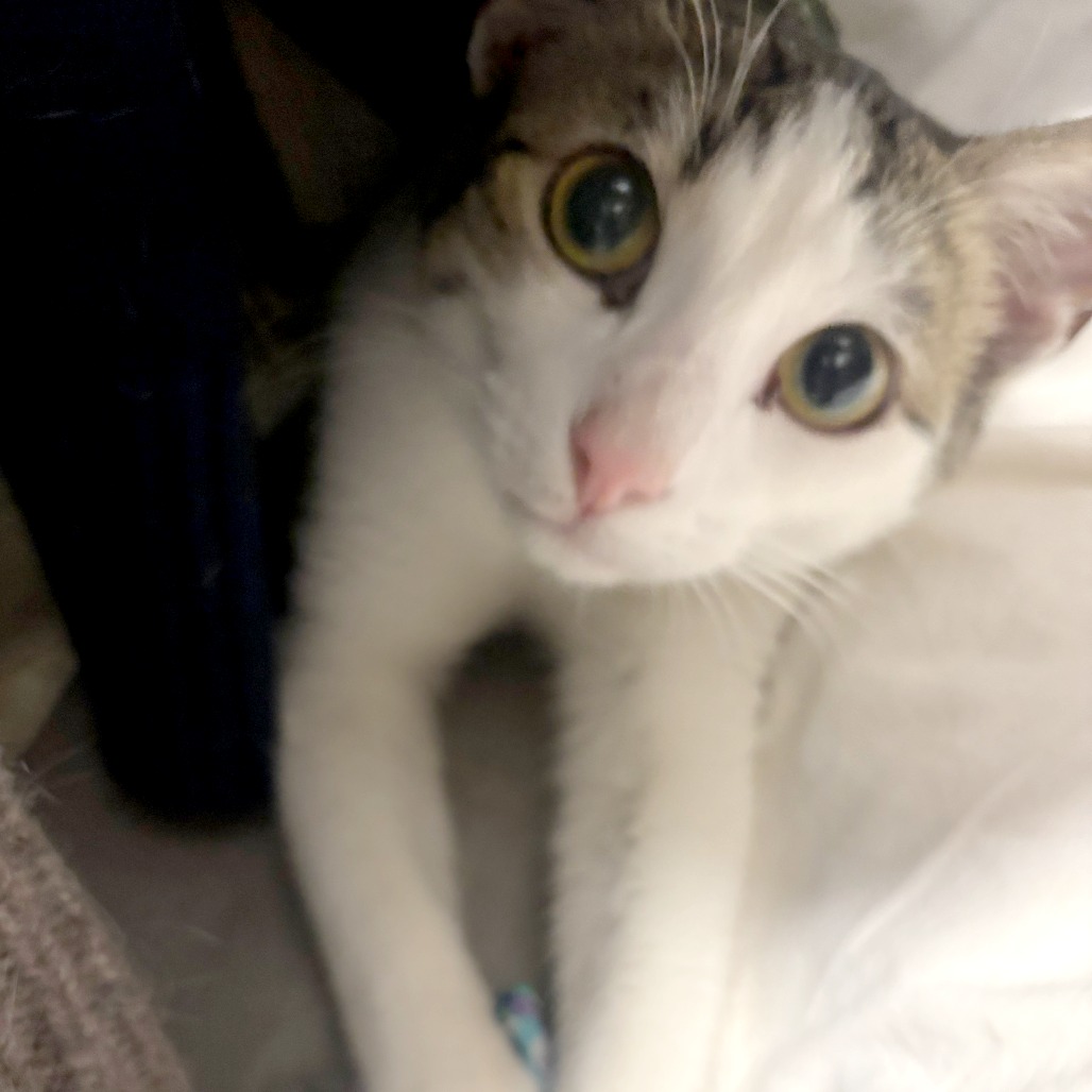 Tulane — thumbnail 8