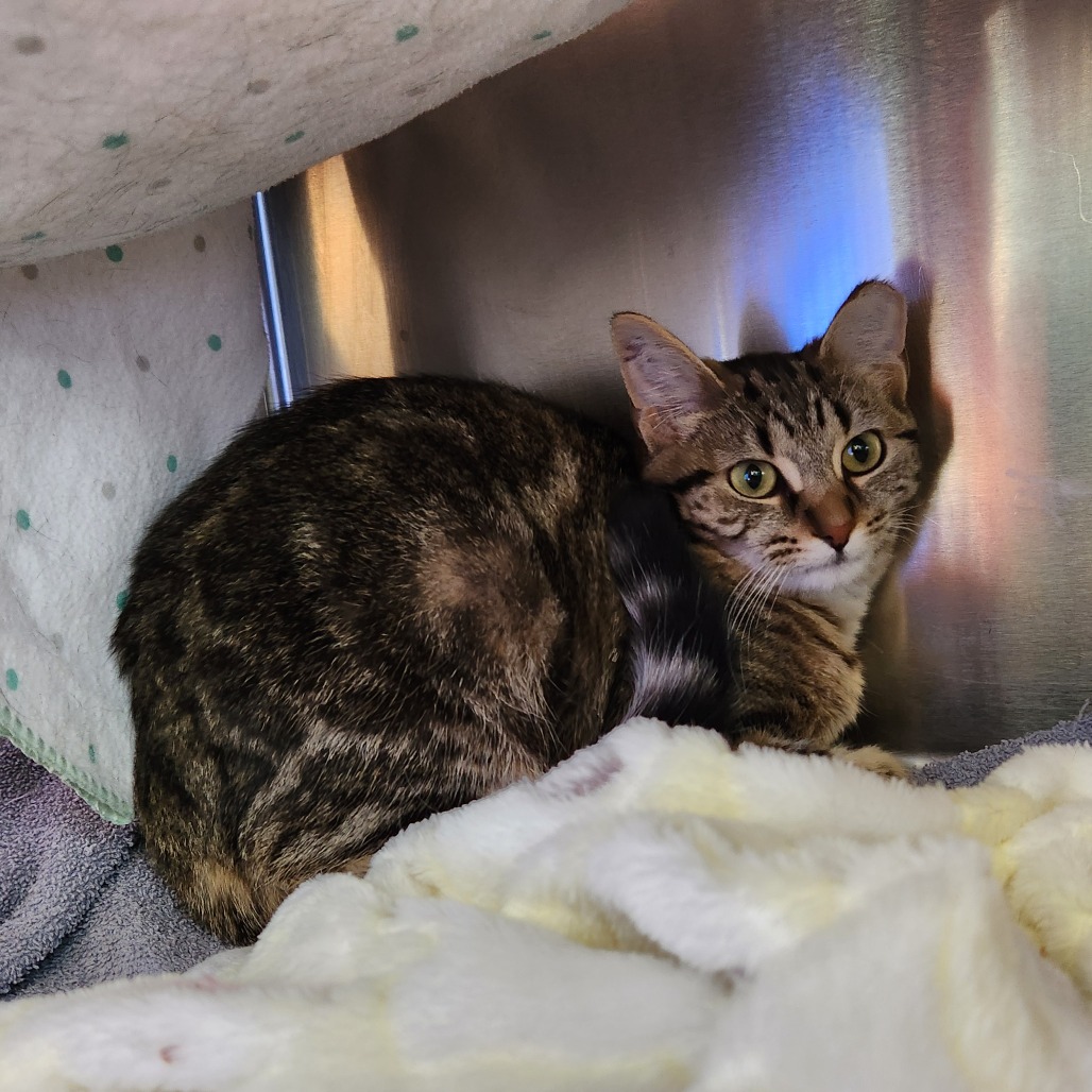 Foxy — thumbnail 6