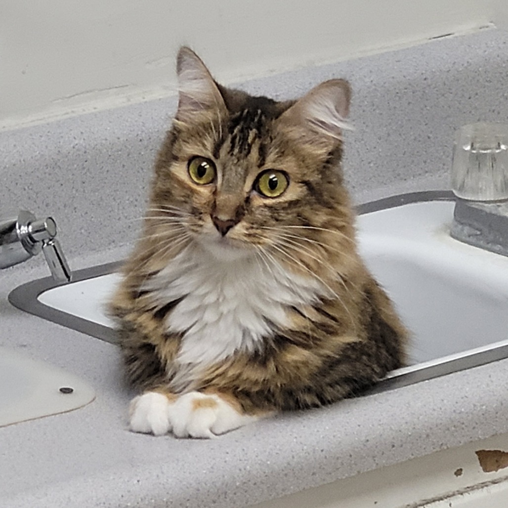 BROOKLYN - Domestic Medium Hair available for adoption