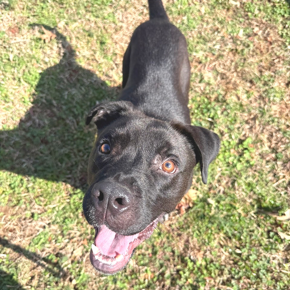 Zenith — thumbnail 5